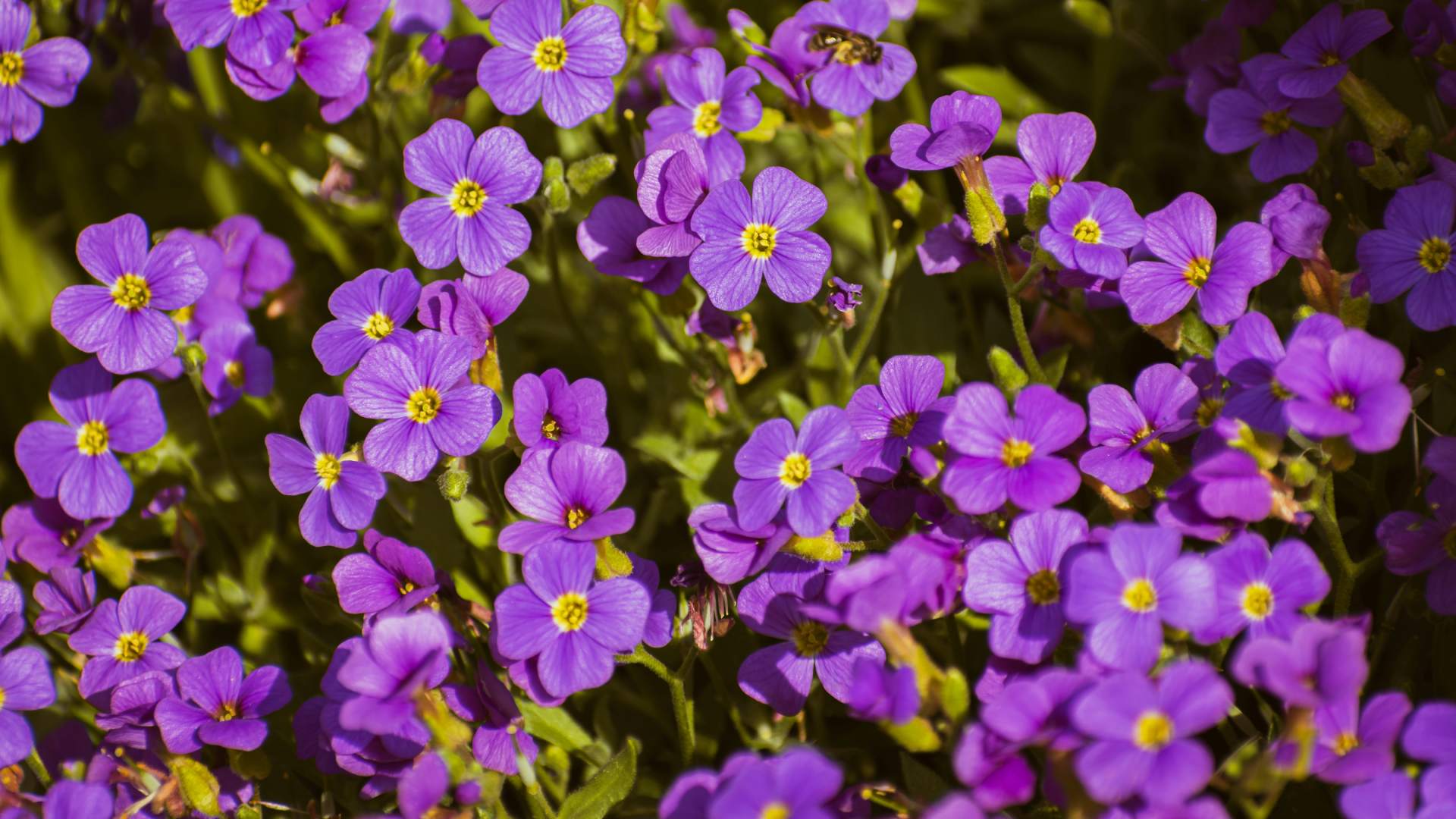 taricka-pestovani-mnozeni-hnojeni