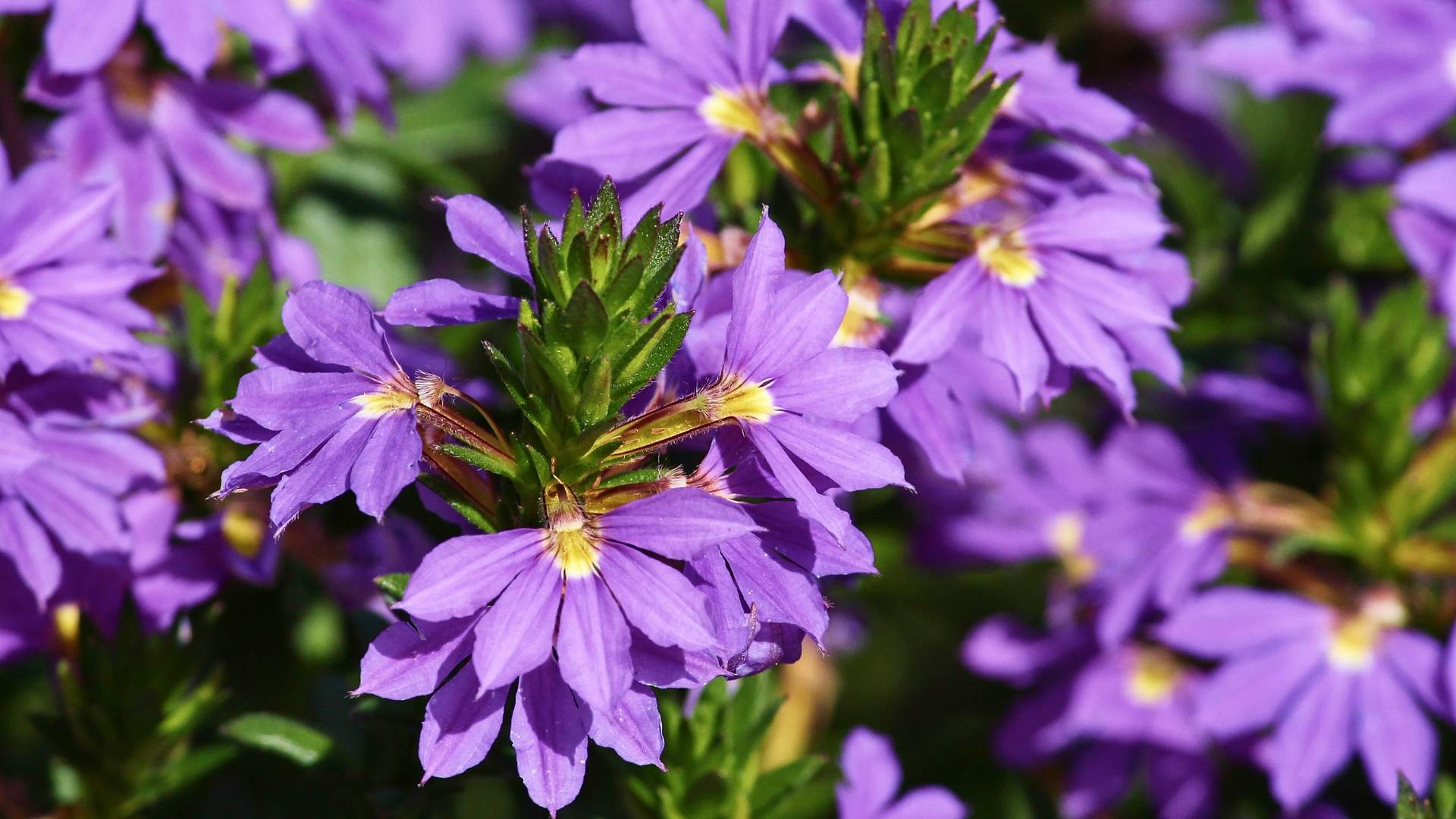 scaevola