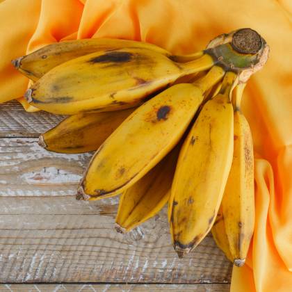 bananove-slupky-hnojeni