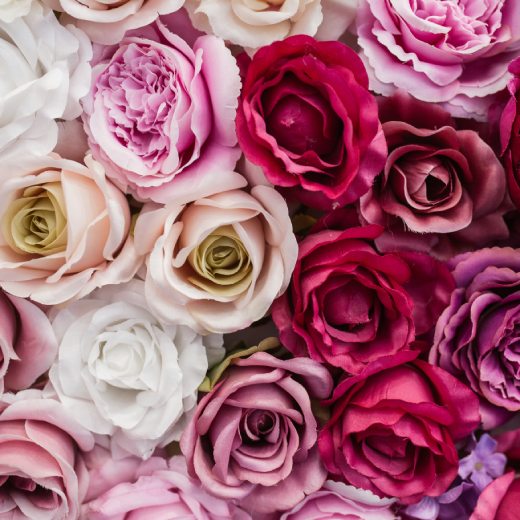 domaci-hnojiva-na-ruze