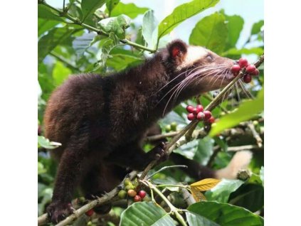 INDONESIA KOPI LUWAK