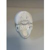 Bílá lebka | Gotická dekorace do knihovny („White Skull“)