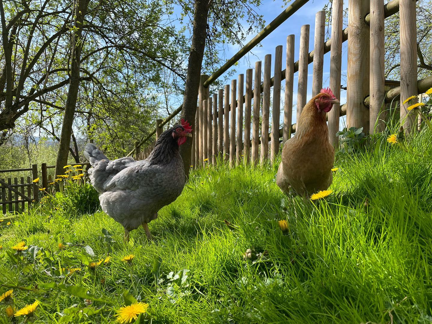 Ohrada kolem tvrzi/zámku v Divicích