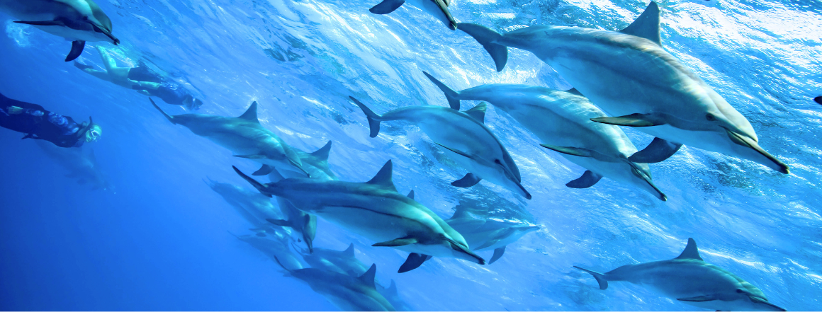 plavání s delfíny