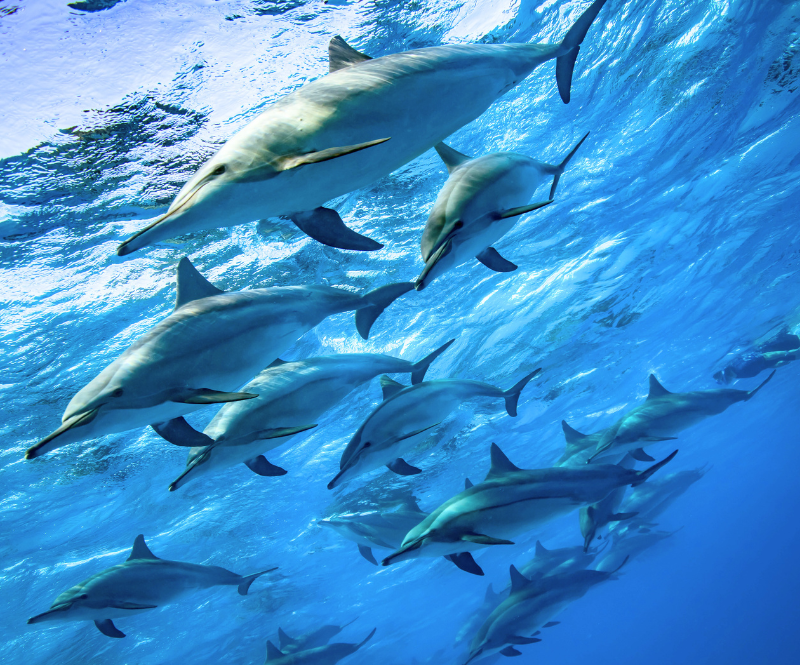 plavání s delfíny