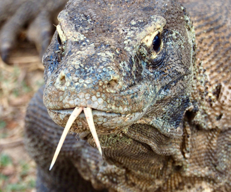Alor a Komodo