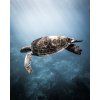 In Komodo we see turtles at almost every dive (1)