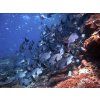 Immerse yourself in schools of fish (1)