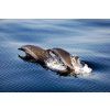 divekomodo 26 (2) (1)
