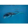 divekomodo 8 (1) (1)