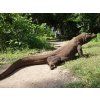 Komodo Dragon (1)