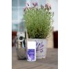 amethyst sprejova vune rady precious 270 ml 8073