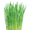 FRESHLY CUT GRASS - Sprejová vůně řady Classic, 3000 dávek