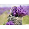 carpex lavender 50 ml micro prostorova vune 5212