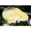 remind air curve citrus0225 1