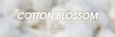 Vůně cotton blossom