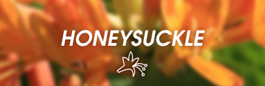 Vůně honey suckle