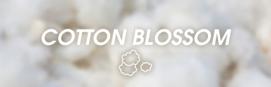 Zapach cotton blossom