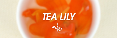 Zapach Tea Lily