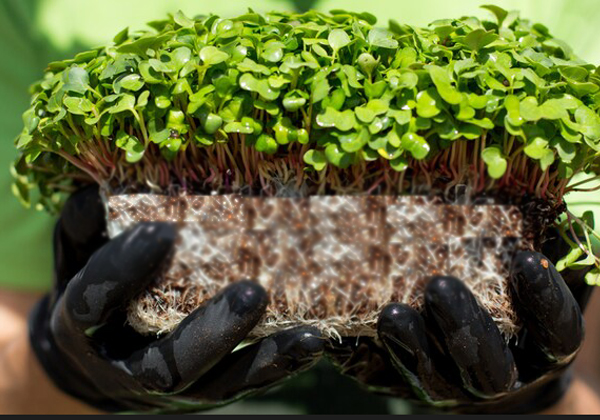 microgreen-radish-sprouts-male-hands-600w-1391395766