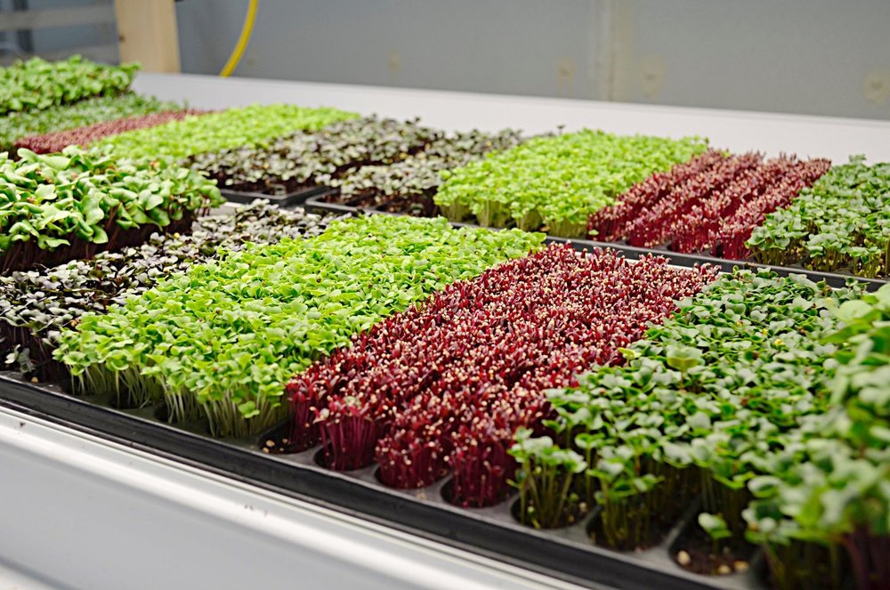 microgreens