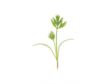 02468m 01 o p carrot