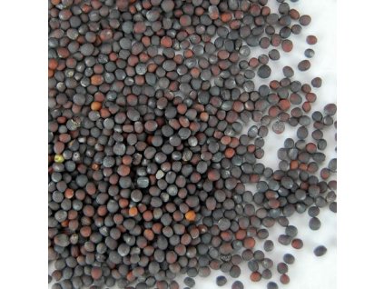 cabagge seeds 500x500