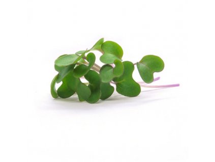 Kedlubna - microgreens