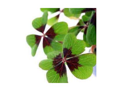 oxalis1