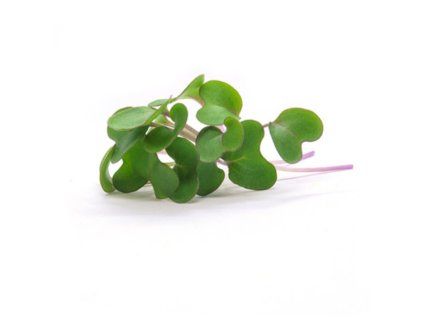 Kedlubna - microgreens