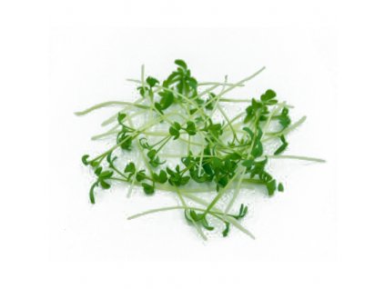 Řeřicha setá - microgreens