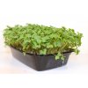 home microgreens kit broccoli nt