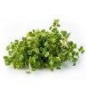 mizuna microgreens e7b7311a b03b 4f5b 9571 17cd089eb3d5 grande