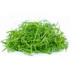 Kopr - semínka microgreens