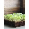 Lollo Bionda Microgreen SC