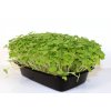 red giant mustard microgreens tray