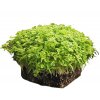 chervil microgreens wm c8094b03 c4ae 4d9b 8c43 b1b29fda67c8 1400x