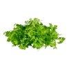 Micro Chervil MicroChervil 1