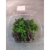 Microgreens saláty mixované