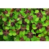 1 Oxalis tetraphylla 1