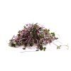 redcabbage 1 600x600