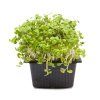 Hořčice bílá - microgreens