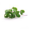 Kedlubna - microgreens