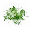 Řeřicha setá - microgreens