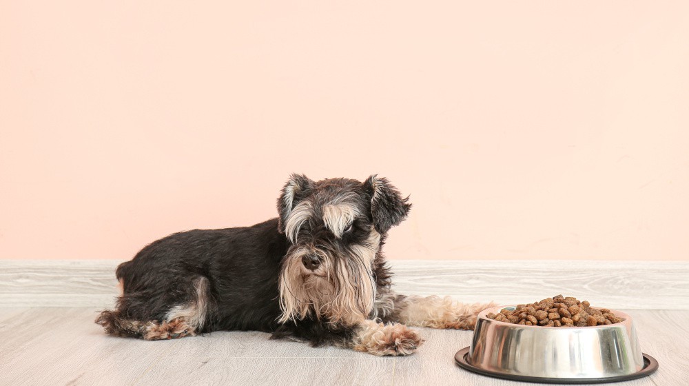 10 známek, že váš pes potřebuje vitamíny: co hledat?