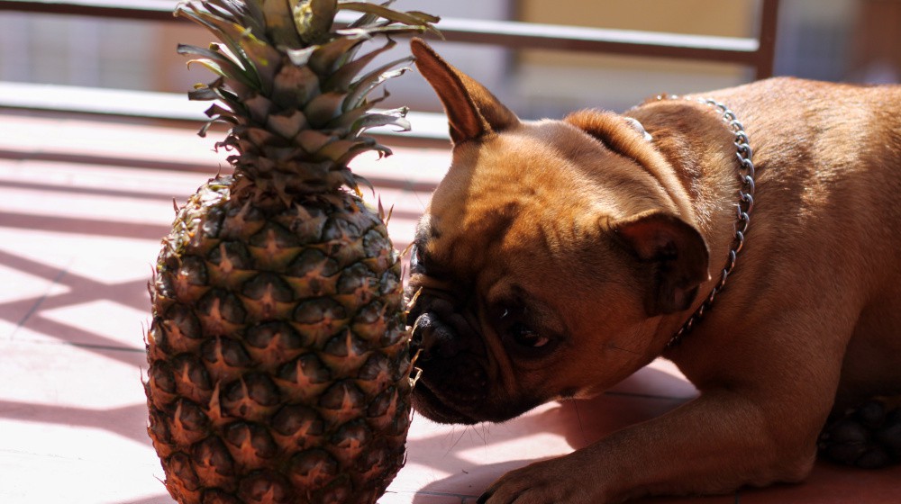 Jak se vyhnout dehydrataci u psů během horkých letních měsíců?