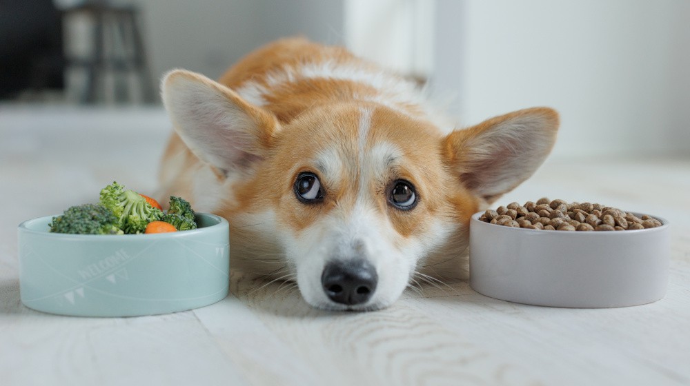 Jak se vyhnout stresu a úzkosti u psa při návštěvě veterináře?