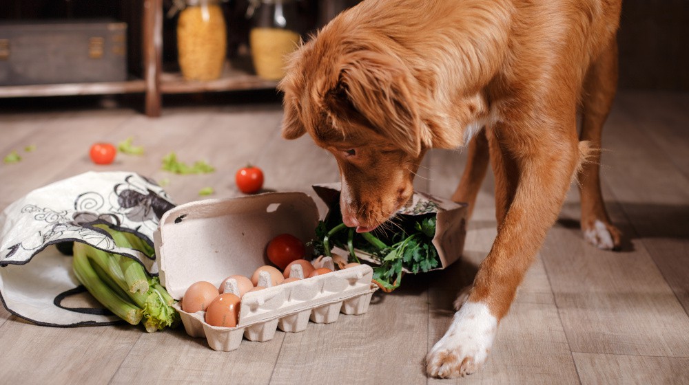 Jak zlepšit zdraví vašeho psa pomocí správného doplňování vitamínů?