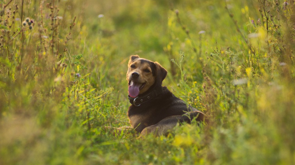 Jak zvládat alergie u psů: nejlepší tipy a triky.