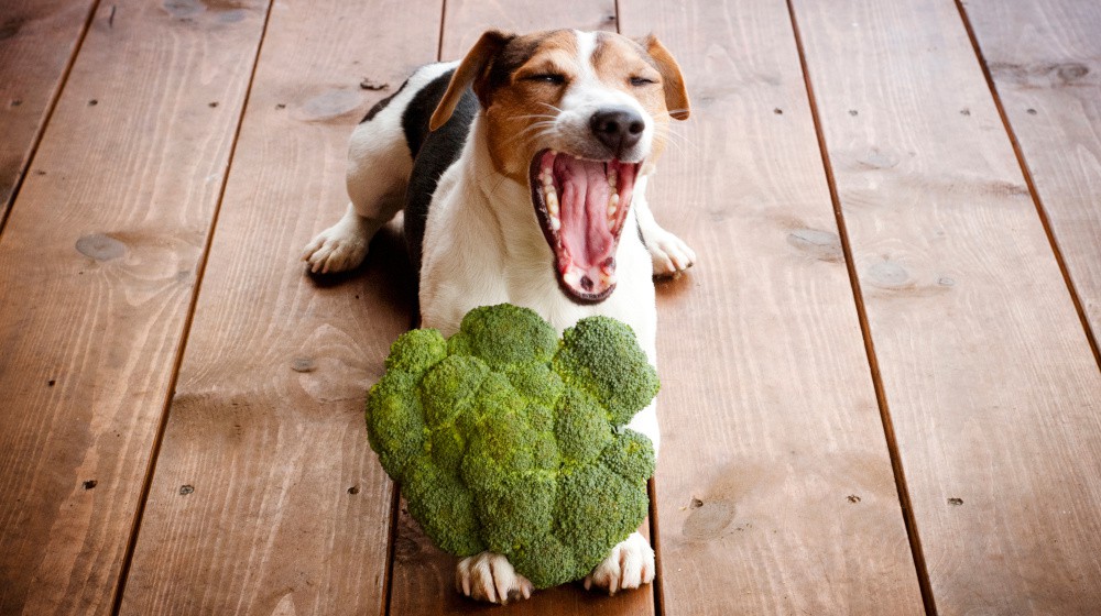 Jaké jsou nejčastější kožní problémy u psů a jak je léčit?